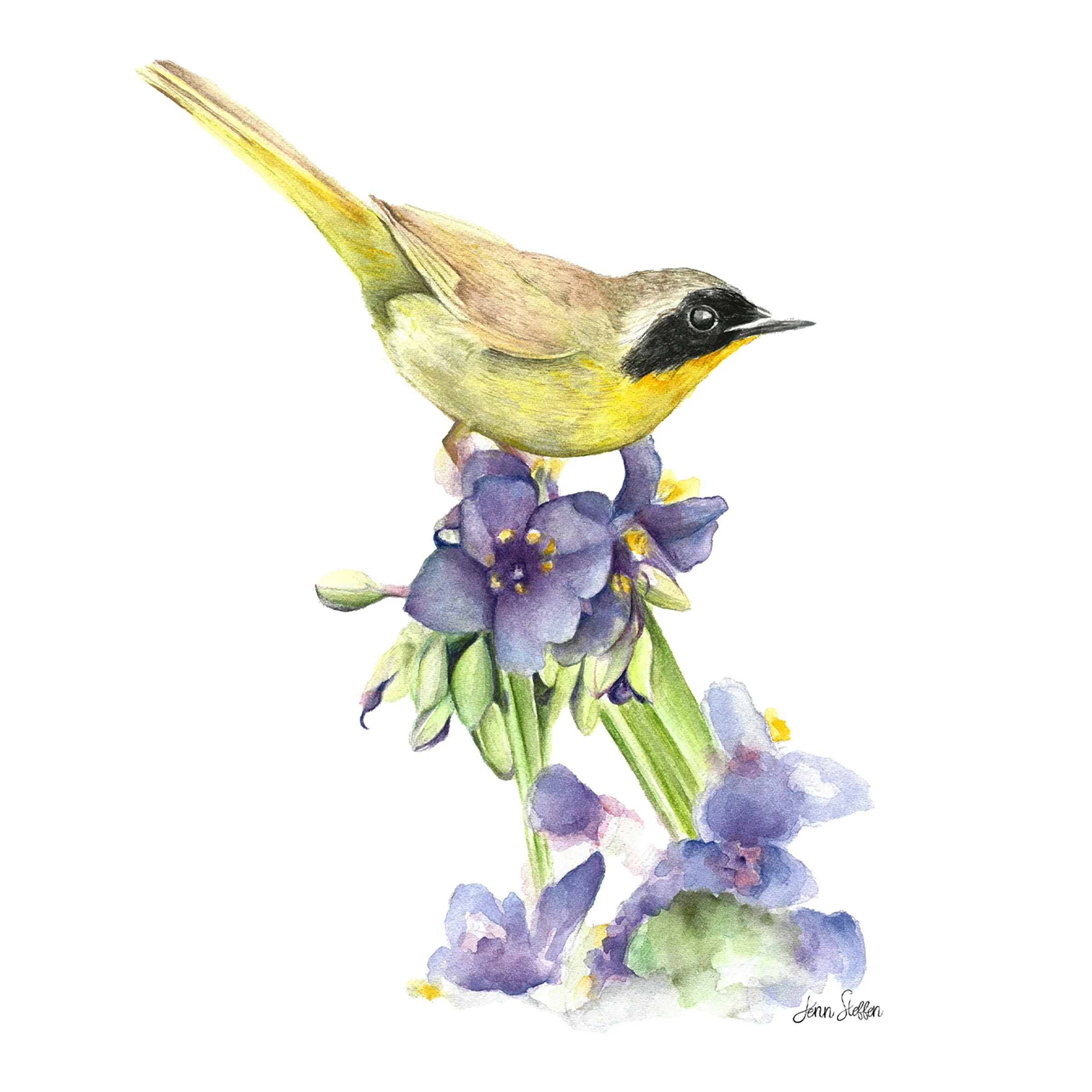 Common Yellowthroat – 5
